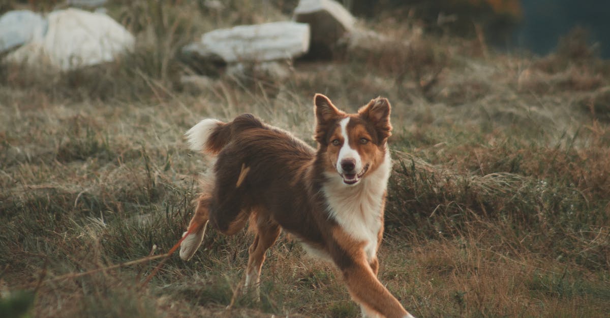 Energetic Border Collie dashing through a grassy field in a countryside setting.